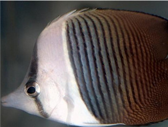中白蝴蝶魚