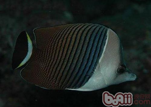 中白蝴蝶魚