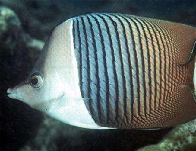 中白蝴蝶魚