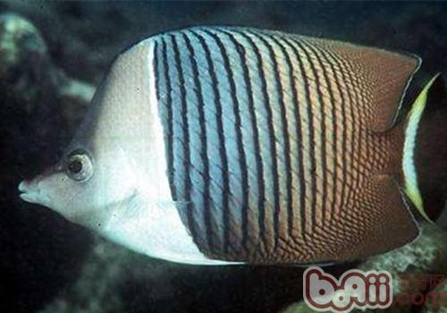 中白蝴蝶魚