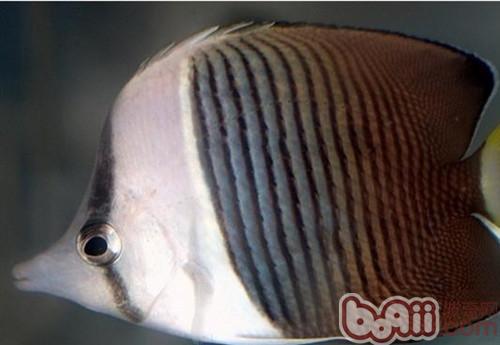 中白蝴蝶魚