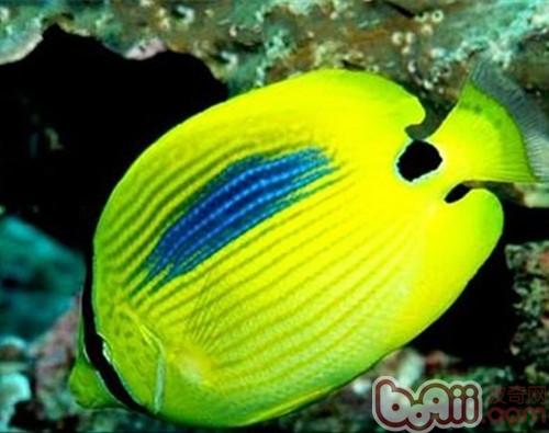 四棘蝴蝶魚