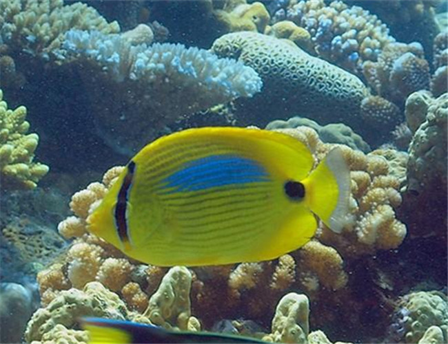 四棘蝴蝶魚