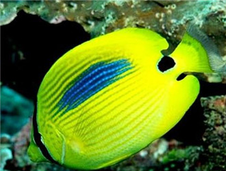 四棘蝴蝶魚