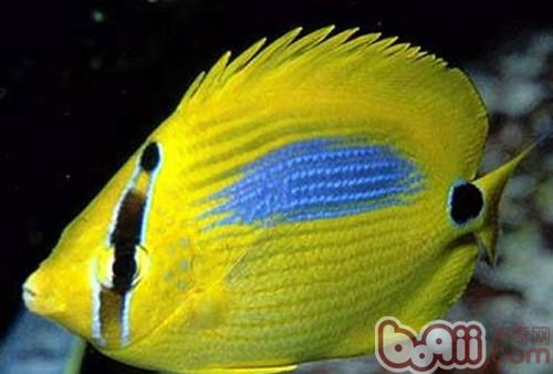 四棘蝴蝶魚
