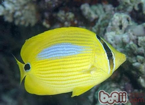 四棘蝴蝶魚