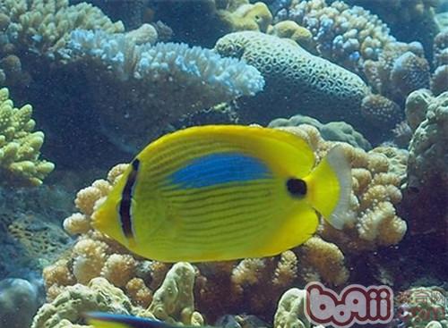 四棘蝴蝶魚
