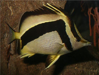 鐮蝴蝶魚