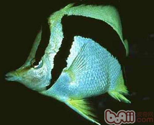 鐮蝴蝶魚