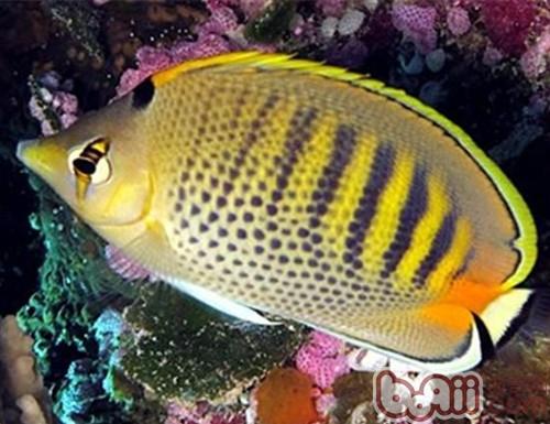 斑帶蝴蝶魚