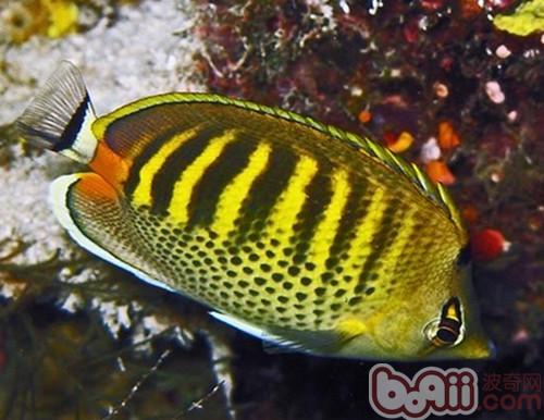 斑帶蝴蝶魚
