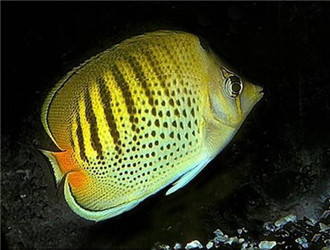 斑帶蝴蝶魚