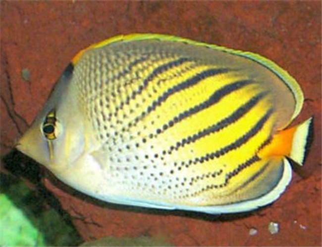 斑帶蝴蝶魚