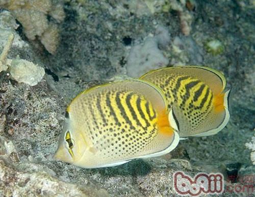 斑帶蝴蝶魚