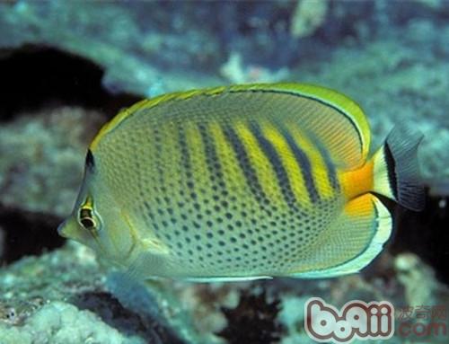 斑帶蝴蝶魚