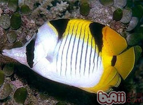 斜紋蝴蝶魚
