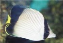 斜紋蝴蝶魚
