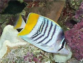 默氏蝴蝶魚