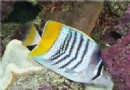 默氏蝴蝶魚