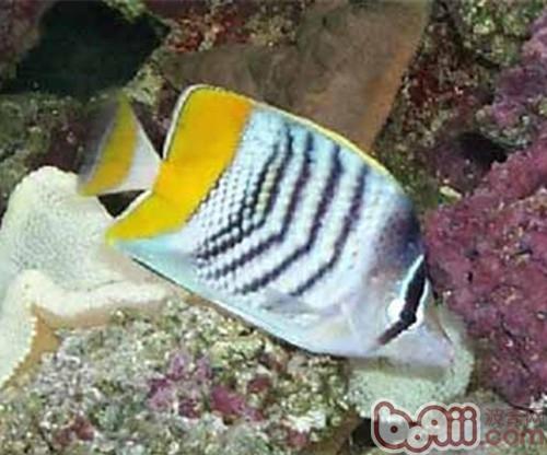 默氏蝴蝶魚