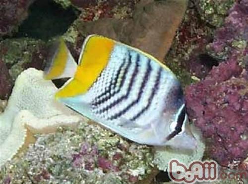 默氏蝴蝶魚