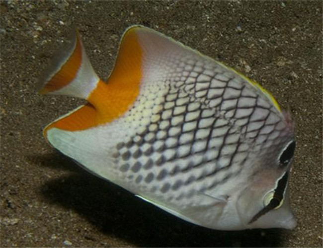 默氏蝴蝶魚