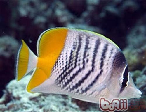 默氏蝴蝶魚