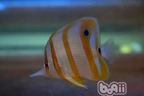 鐵嘴魚