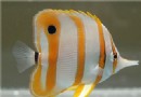 鐵嘴魚
