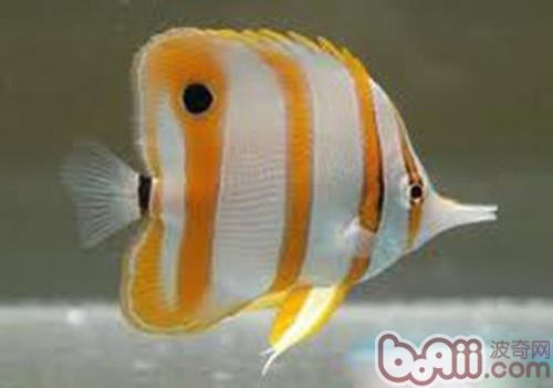 鐵嘴魚