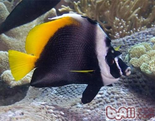 四帶馬夫魚
