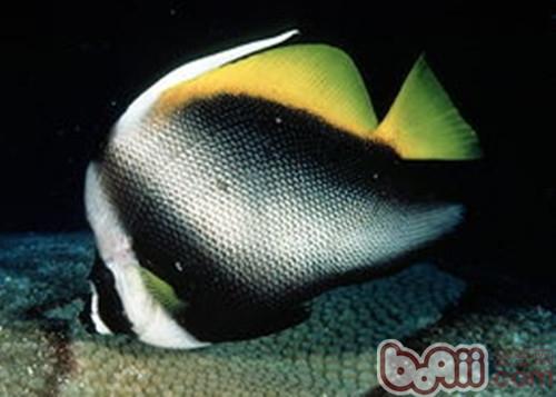四帶馬夫魚