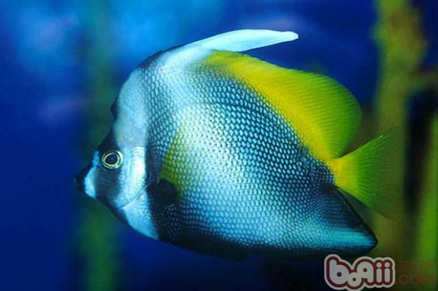 四帶馬夫魚