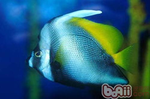 四帶馬夫魚