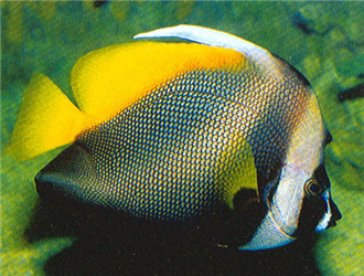 四帶馬夫魚