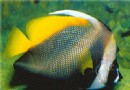 四帶馬夫魚