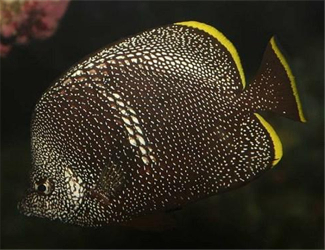 繡蝴蝶魚