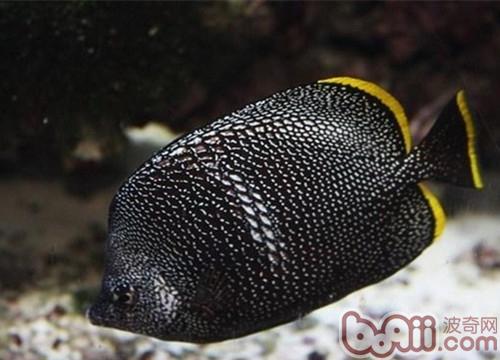 繡蝴蝶魚