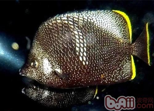 繡蝴蝶魚