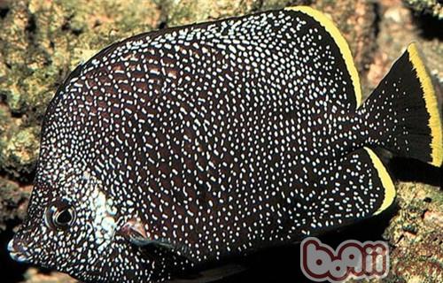 繡蝴蝶魚