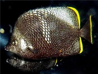 繡蝴蝶魚