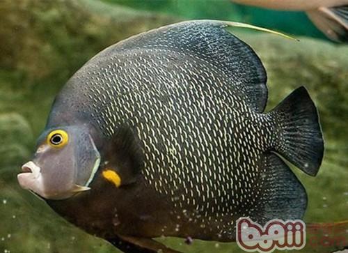 繡蝴蝶魚