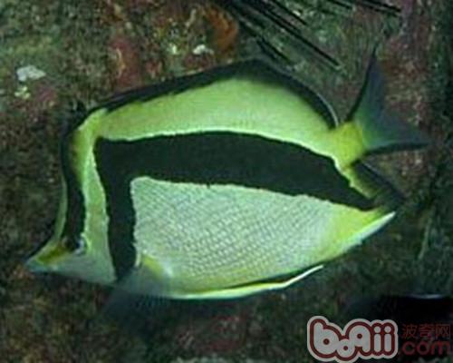 鐮蝴蝶魚