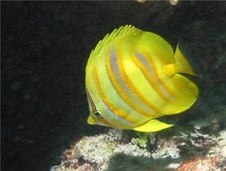 林氏蝴蝶魚
