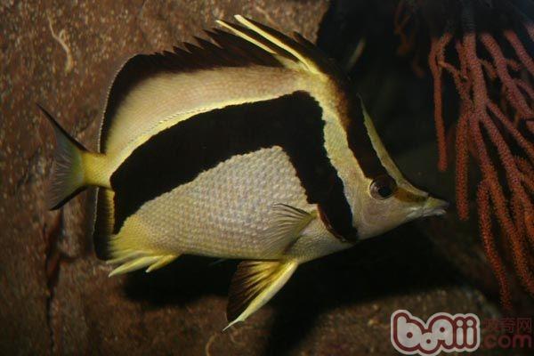 鐮蝴蝶魚