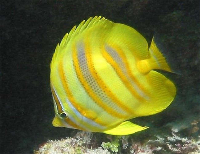 林氏蝴蝶魚