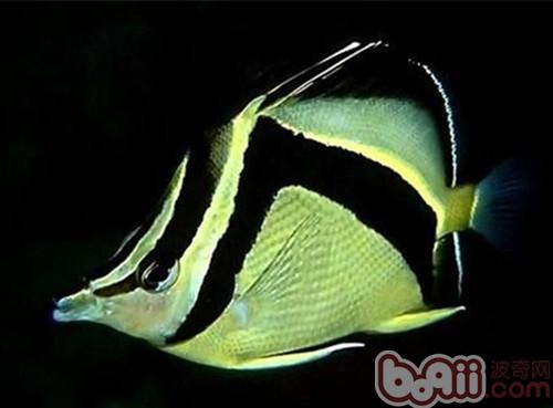鐮蝴蝶魚