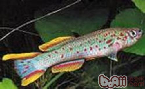 五彩琴尾魚