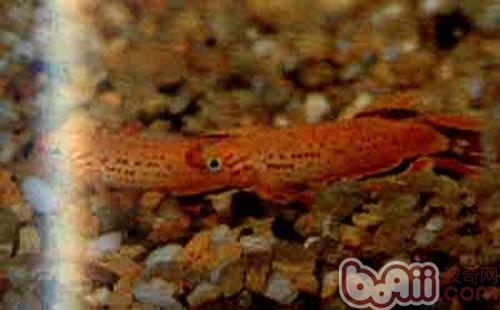 五彩琴尾魚