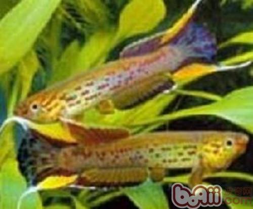 五彩琴尾魚